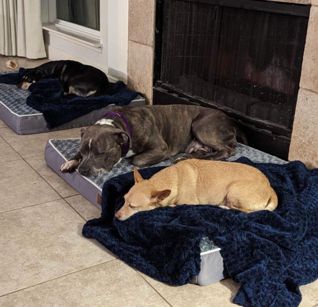 Stop Indoor Peeing And Anxiety In Dogs With This Science-Driven Solution