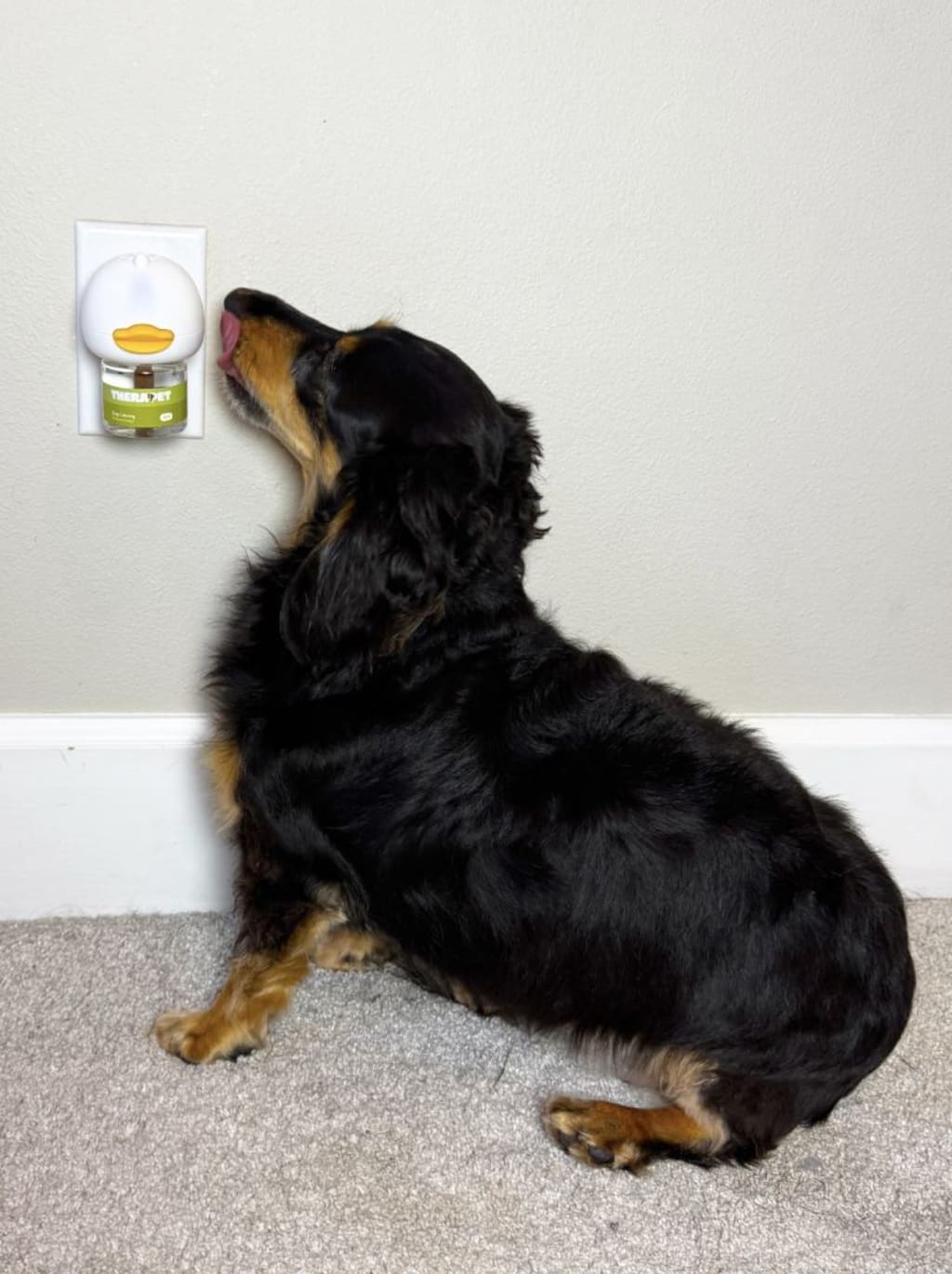 Stop Indoor Peeing And Anxiety In Dogs With This Science-Driven Solution