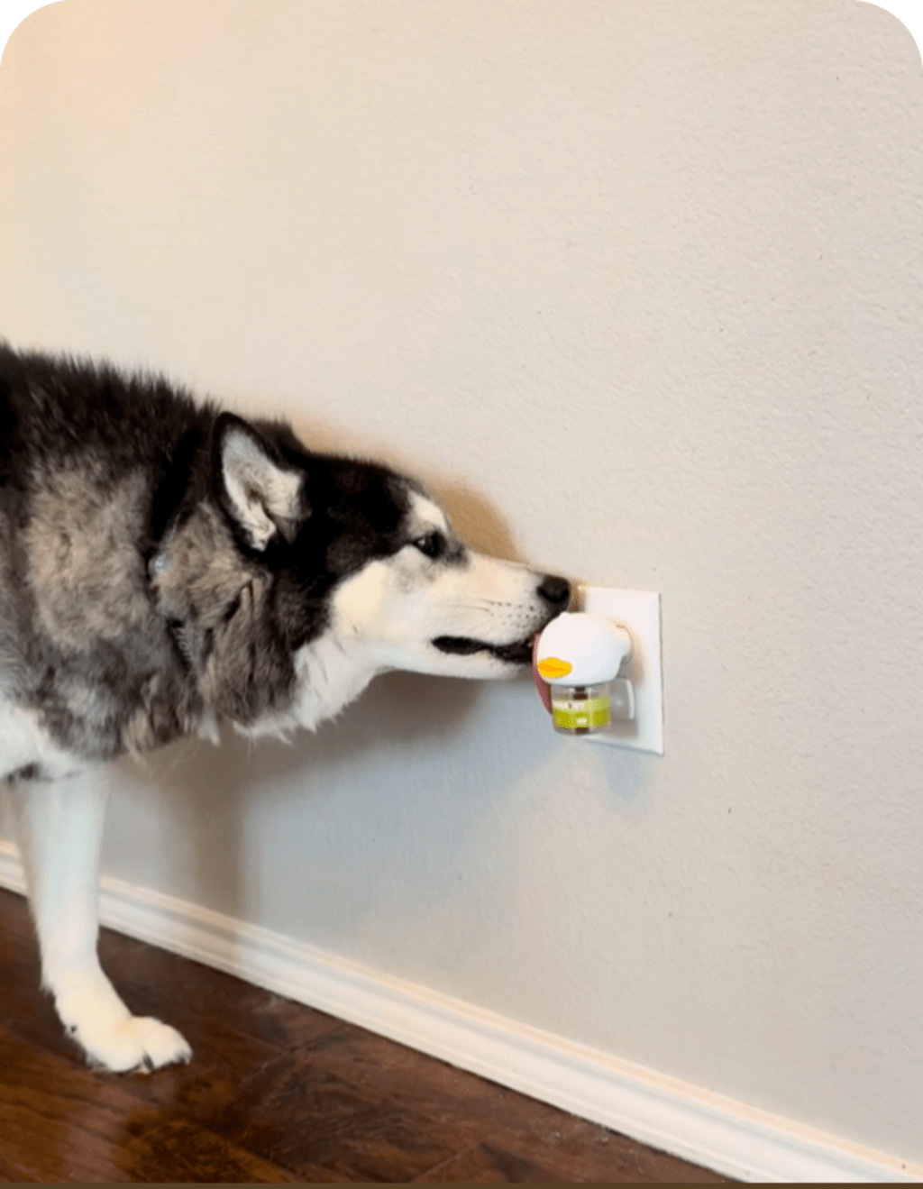 Stop Indoor Peeing And Anxiety In Dogs With This Science-Driven Solution