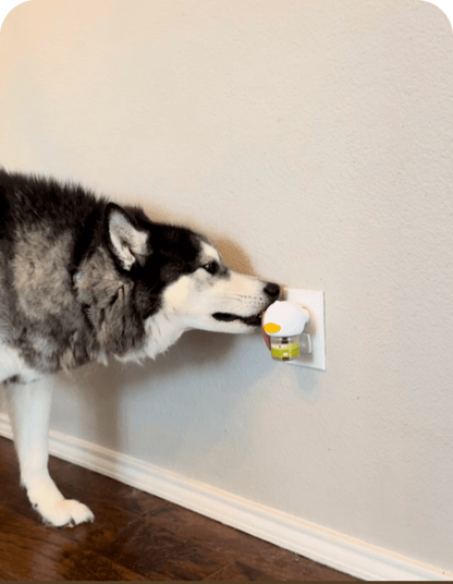 Stop Indoor Peeing And Anxiety In Dogs With This Science-Driven Solution