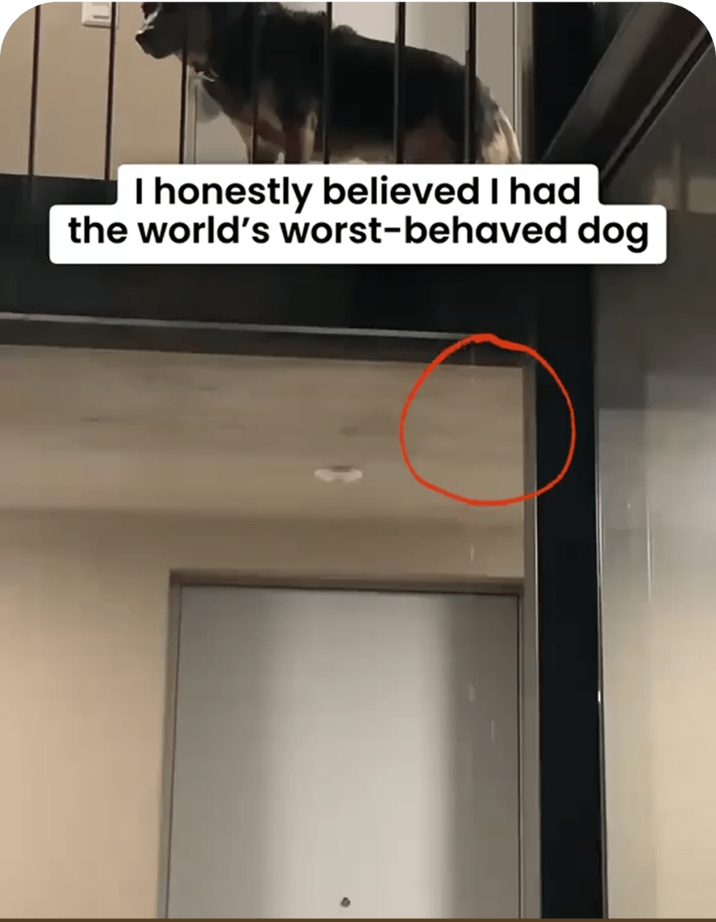 Stop Indoor Peeing And Anxiety In Dogs With This Science-Driven Solution