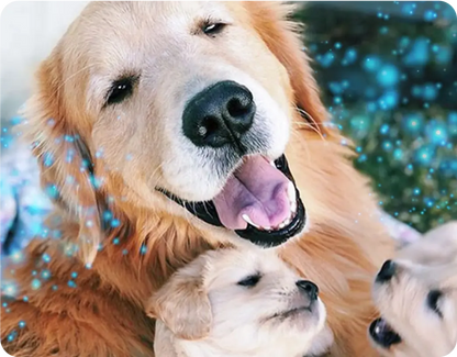 Stop Indoor Peeing And Anxiety In Dogs With This Science-Driven Solution