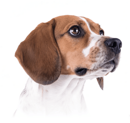 Stop Indoor Peeing And Anxiety In Dogs With This Science-Driven Solution