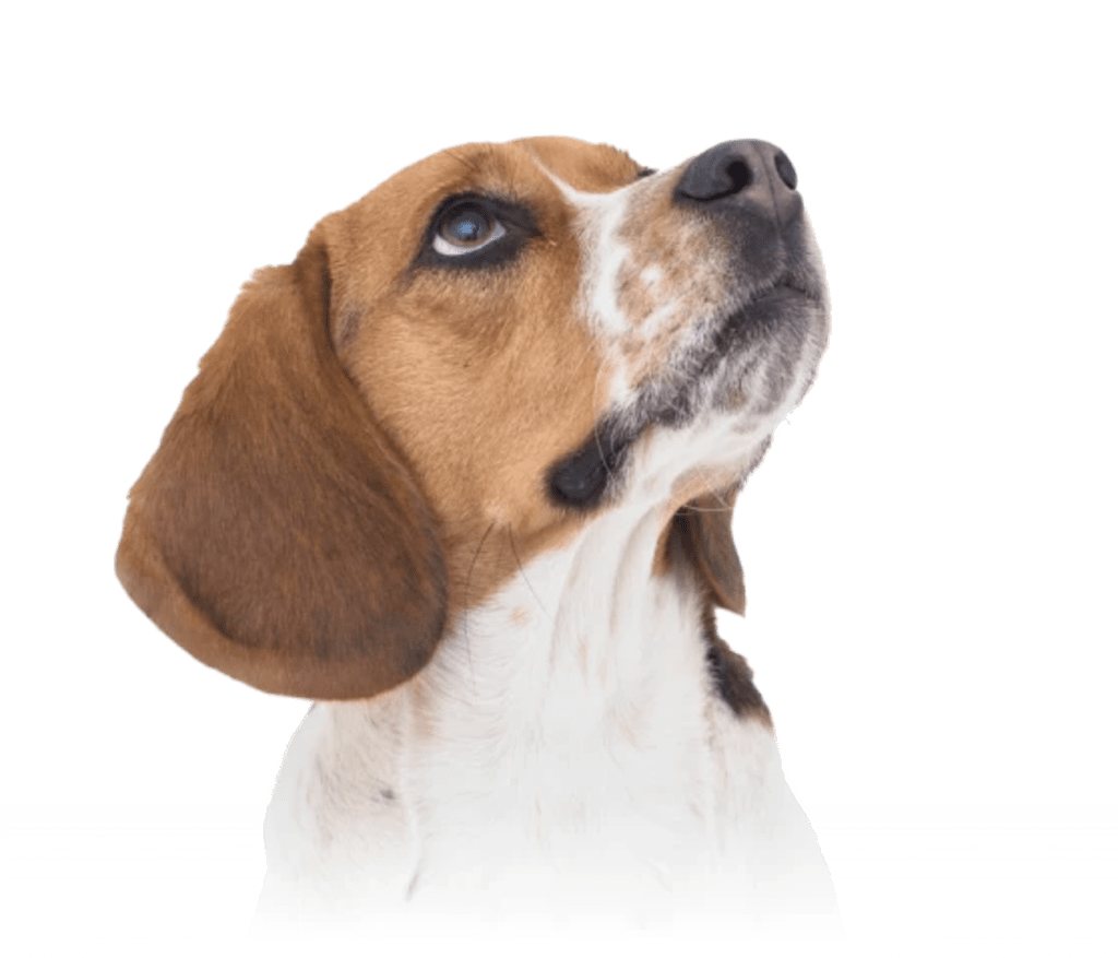 Stop Indoor Peeing And Anxiety In Dogs With This Science-Driven Solution