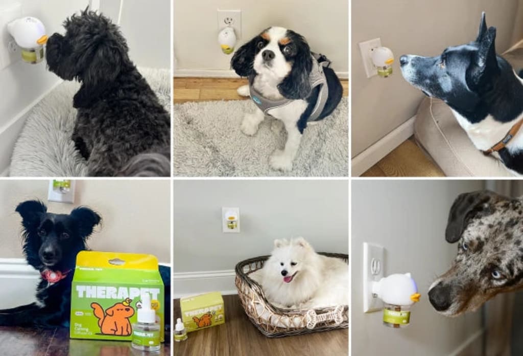 Stop Indoor Peeing And Anxiety In Dogs With This Science-Driven Solution